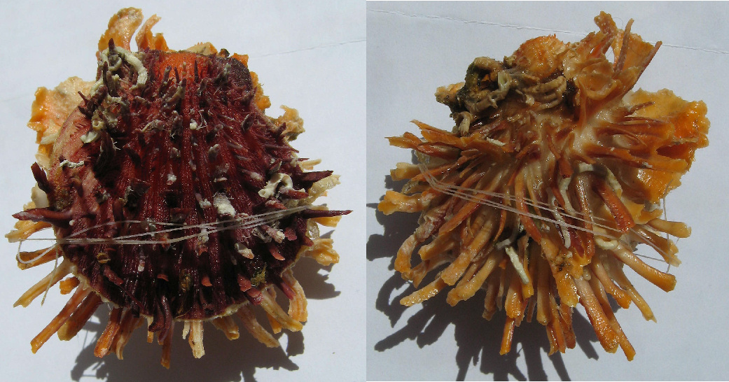 Spondylus gaederopus L. 1758 e sue varianti